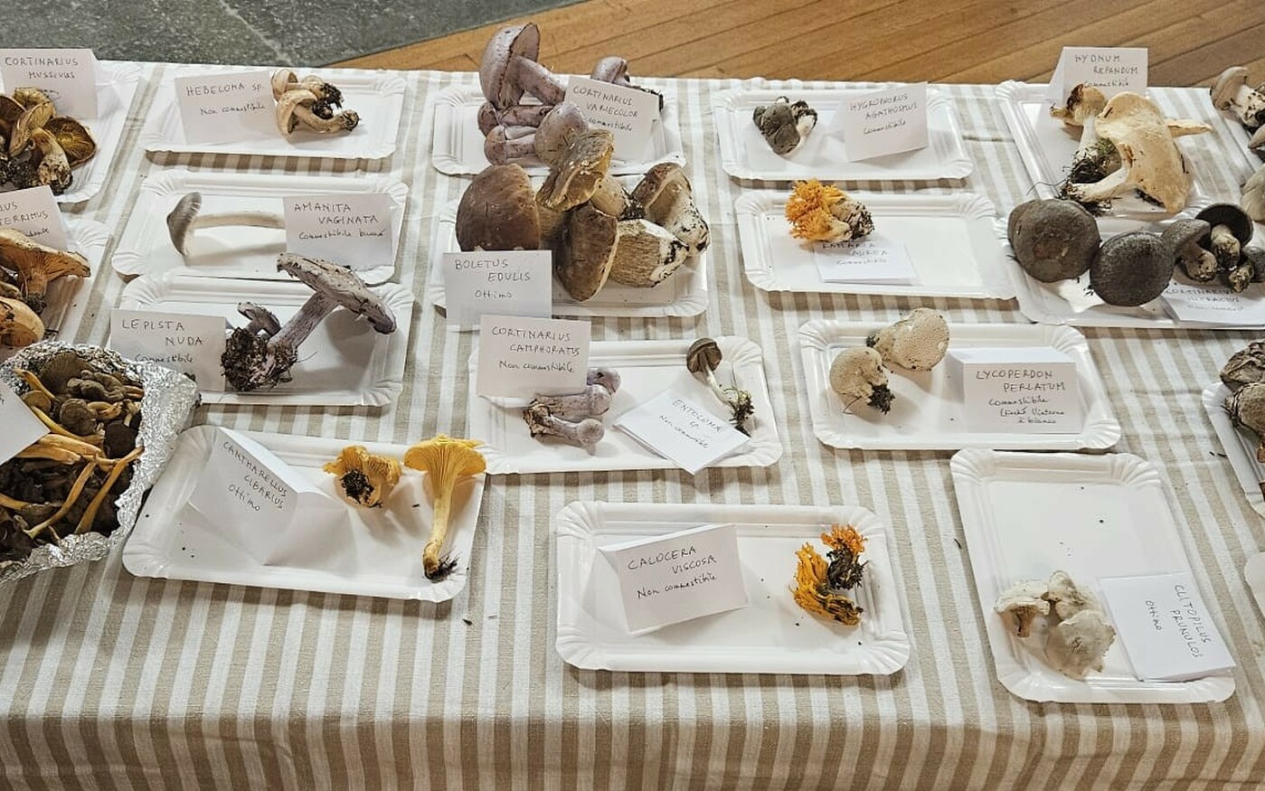 I nostri funghi sotto la lente