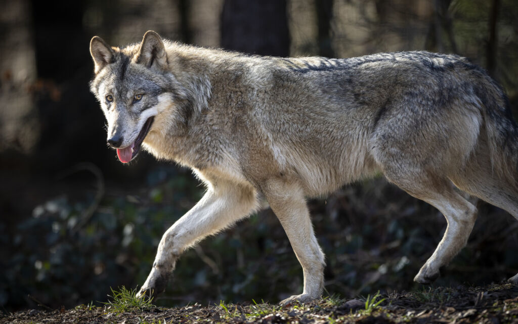Dibattito su senso abbattimenti preventivi lupi