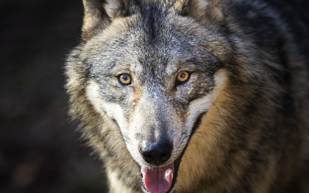 Concesso abbattimento di un lupo in Bregaglia