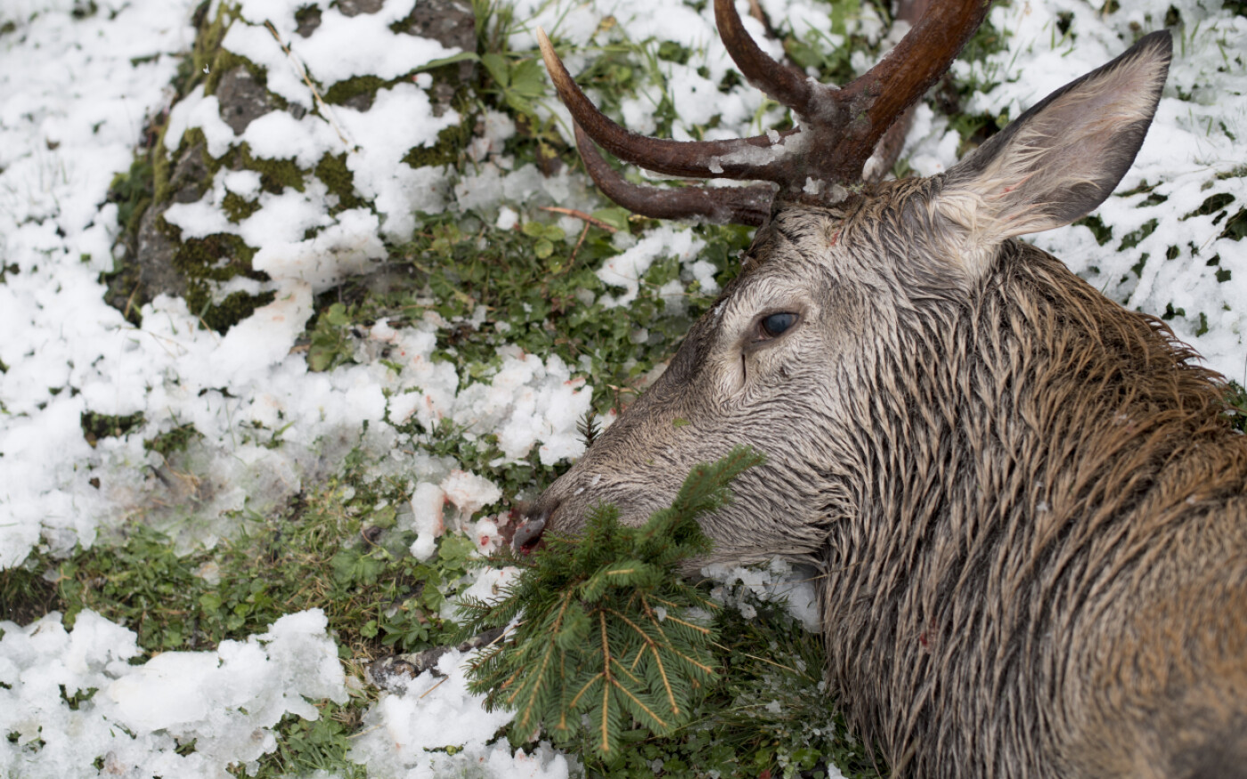 3'432 cervi e 2'502 caprioli abbattuti