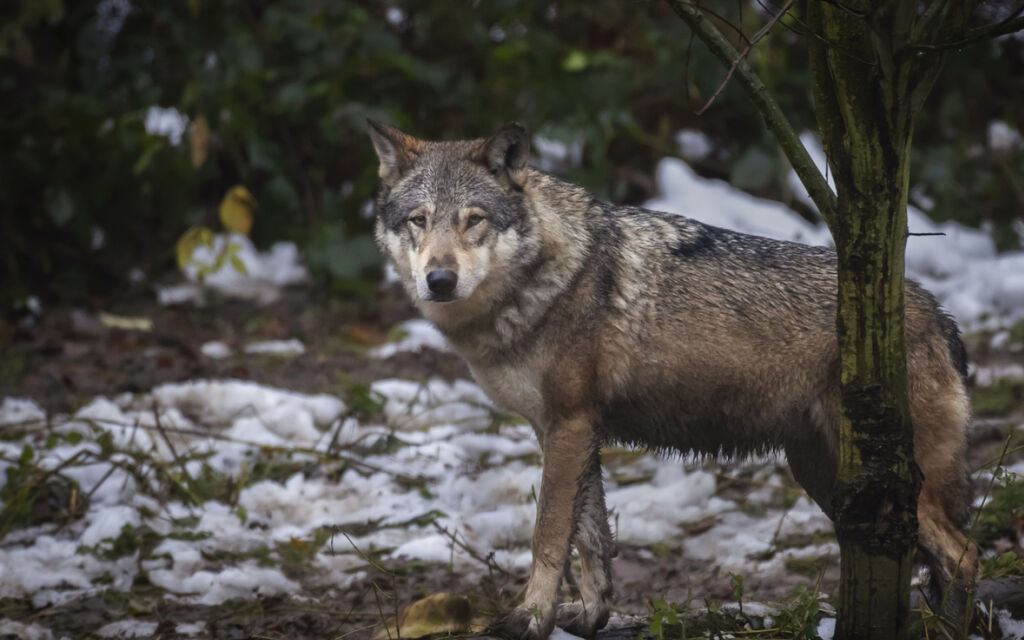 Eliminati 14 lupi a settembre