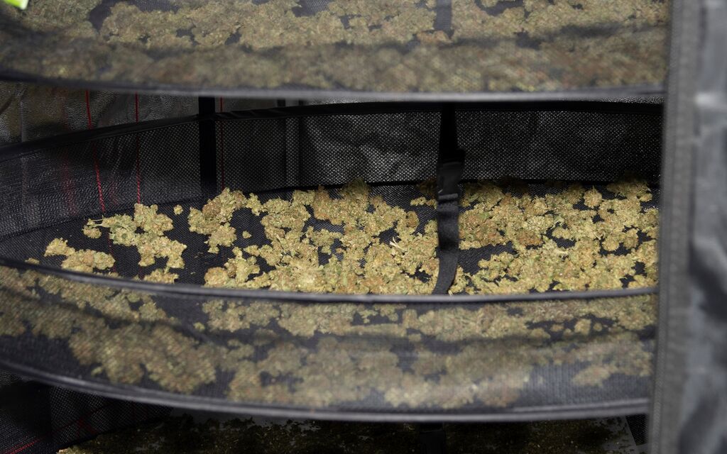 2022 07 14 Malix Indoor Hanfplantage  W 1600  H 0 35a16