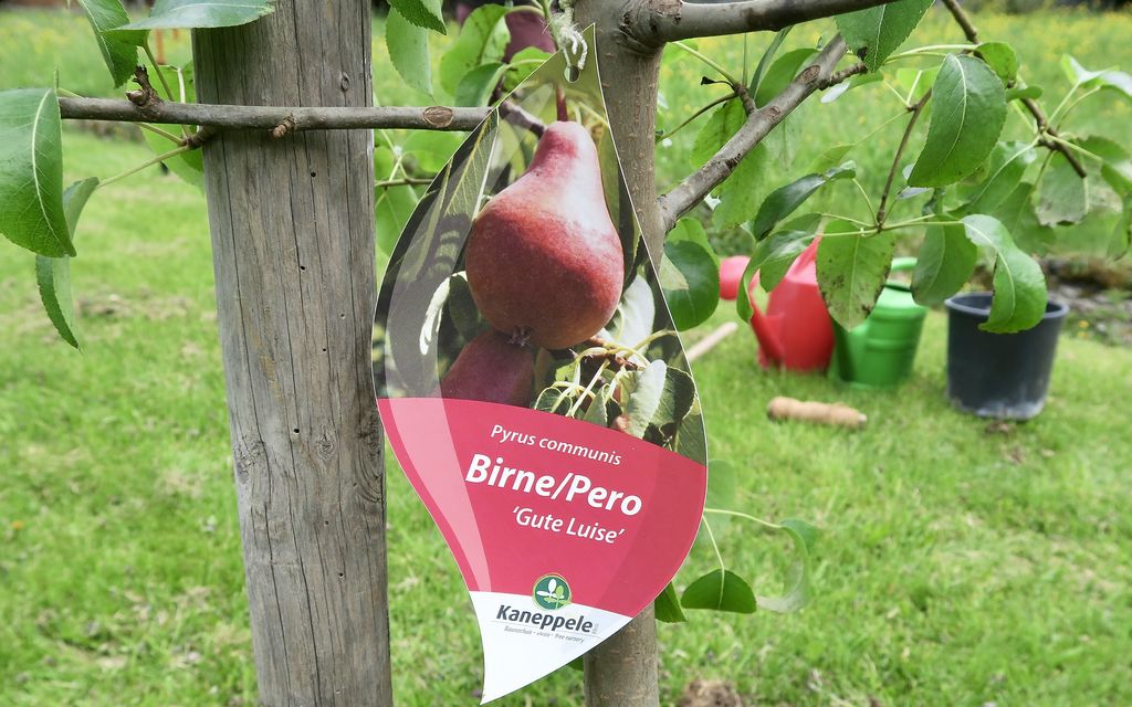 BCG Piante 2021 7543 4e130