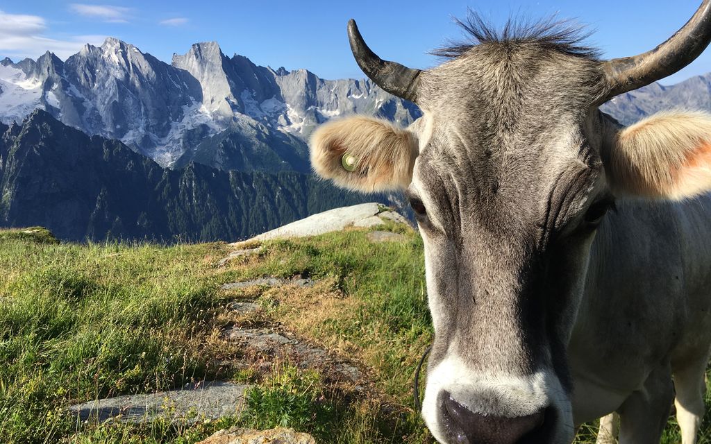Bregaglia Shop Keyvisual Kuh Mit Bergen Vittorio Scartazzini 9e735