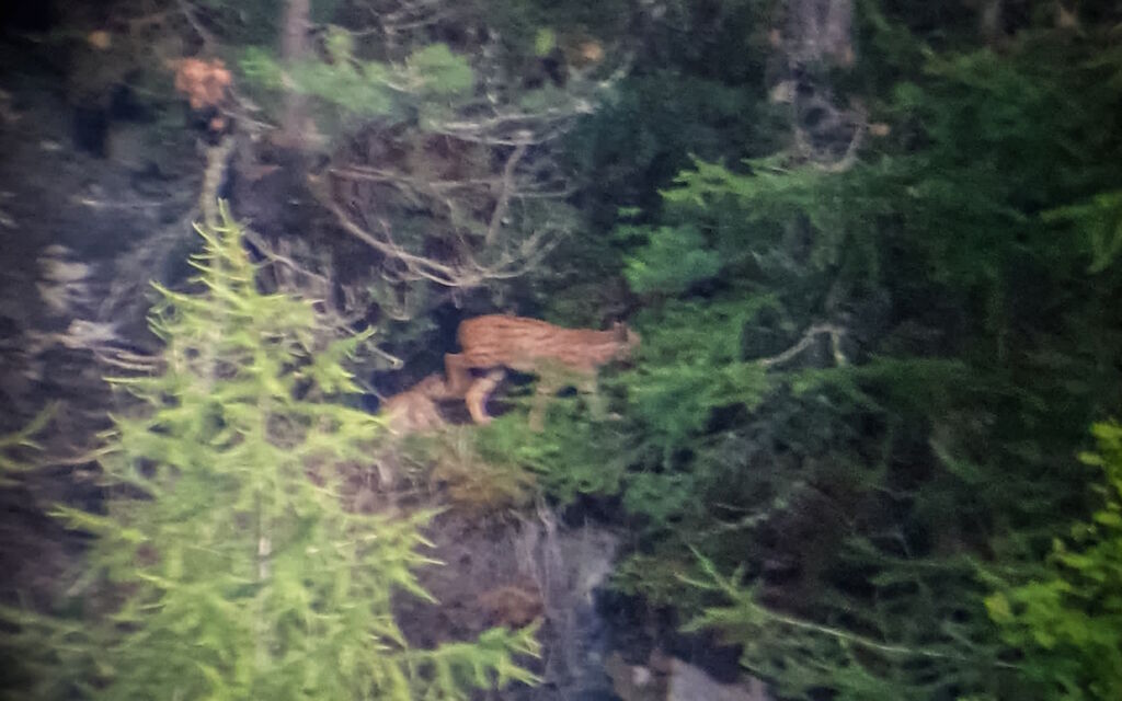 Foto Luchsmutter Mit Nachwuchs Zernez 2023  W 1600  H 0 26647