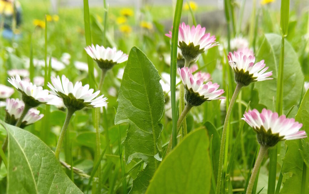 Margheritine Elisa Zanoli Copia 72b59