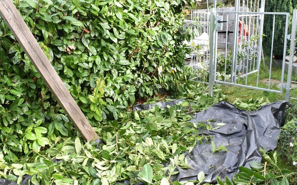 2019 11 01 Igis   Heckenschneiden  W 1200  H 0 7a51d