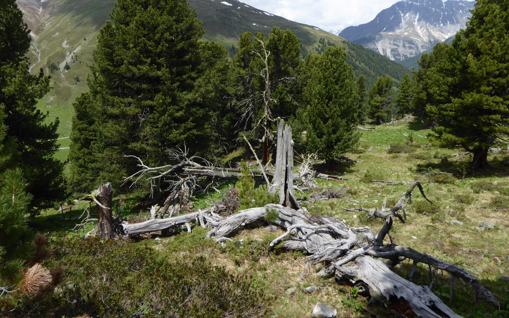 Foresta Grigioni 3788f