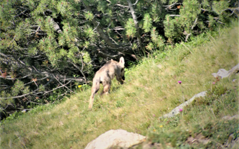 Wolf Mittelbuenden  W 800  H 0 Copia 2228b