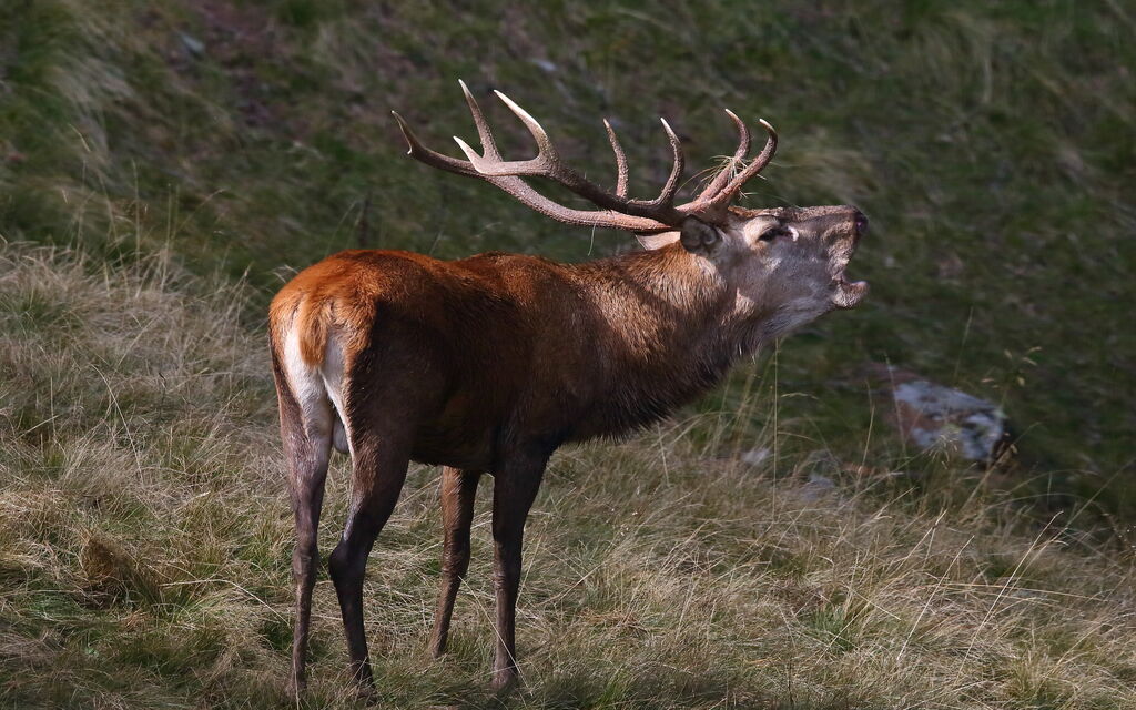 Carlo Tuena 1J2A1017 2b104