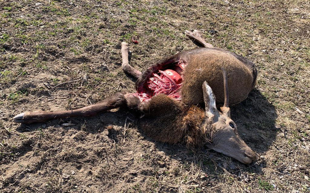 Cervo Sbranato Sancarlo 20210330 WA0030 7ac74