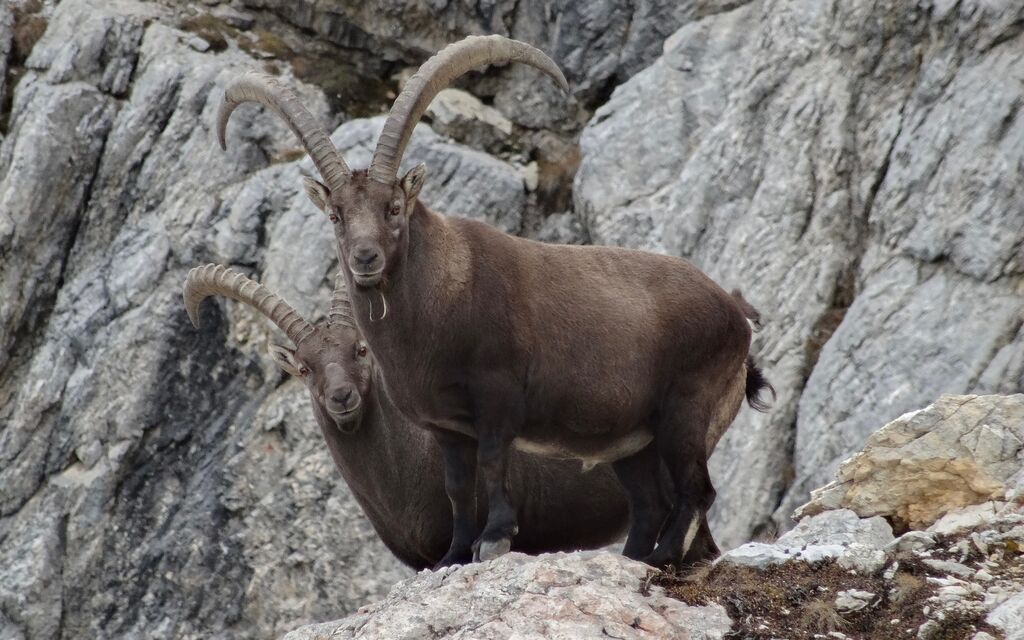 Giorgio Murbach 1345 8ada2