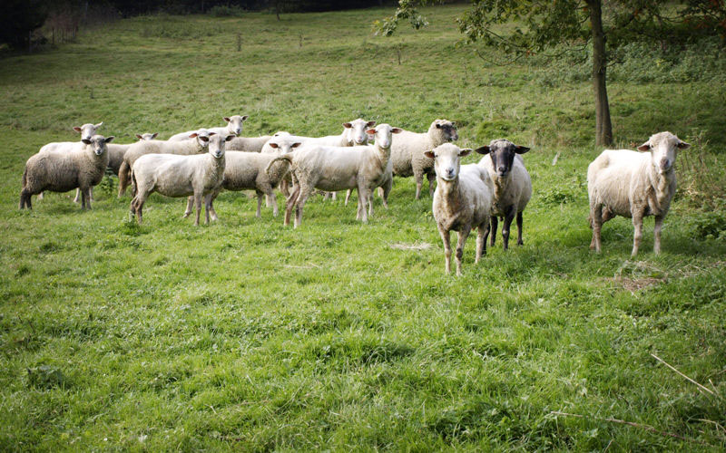 Pecore Al Pascolo A5835