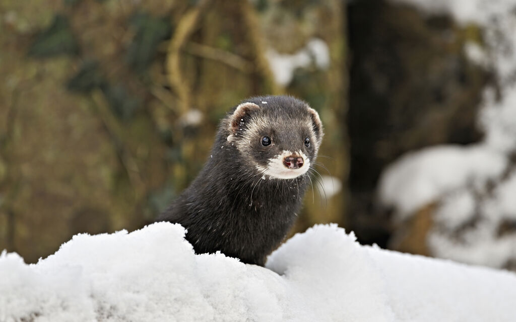 42717 Cr Stefan Huwiler 373b8