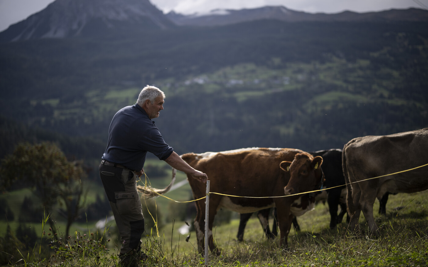 Bauer Georgin Bonifazi fuehrt Tiere auf eine neue Weide, am Dienstag, 23. September 2025, in Brienz. Das Dorf Brienz ist seit Monaten von einem Bergsturz bedroht. Die Bewohner sind daher evakuiert. Bis Ende September koennen sie sich fuer eine vorsorgliche Umsiedlung anmelden. Bonifazi will im Dorf bleiben. (KEYSTONE/Gian Ehrenzeller)