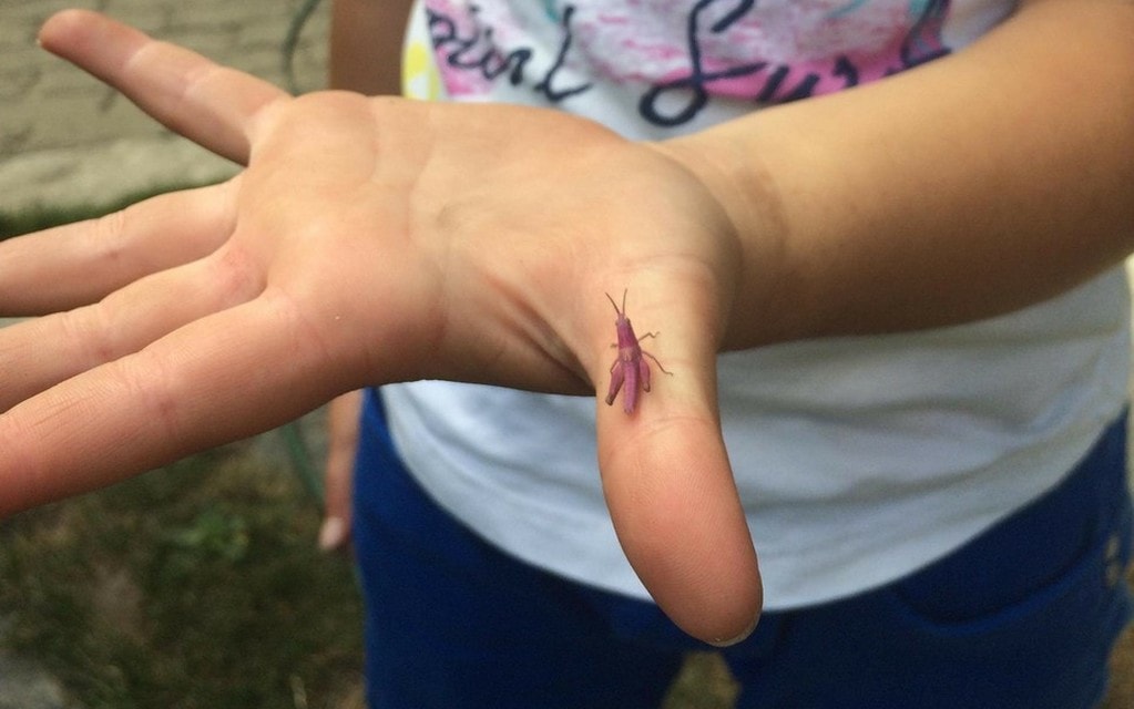 Cavallettadicampo 2018 01 1f147