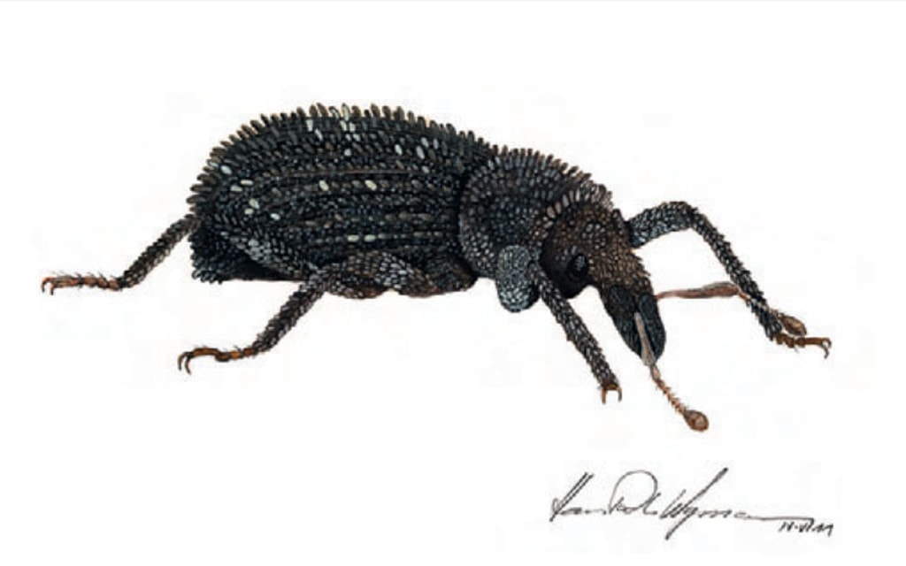 Dichotrachelus Sondereggeri 9e403