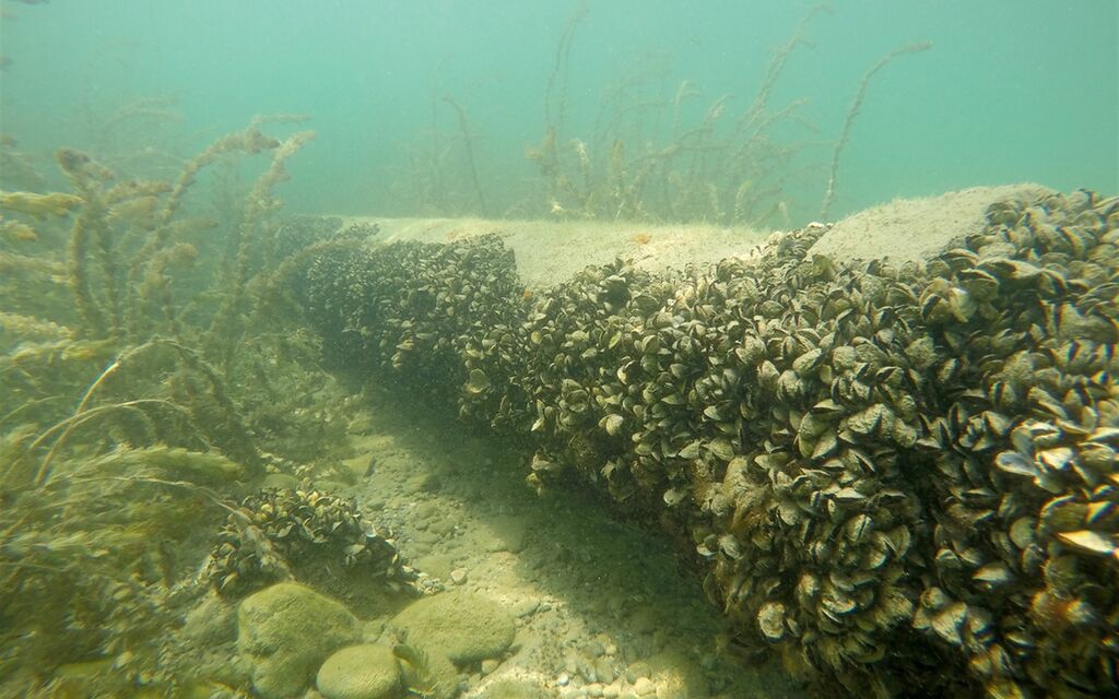 Foto Quaggamuschel Cozza Invasiva  W 1600  H 0 A707b