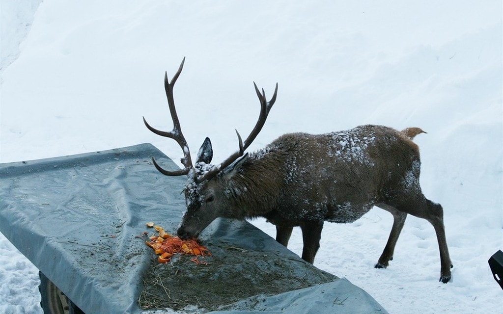 Foto Wildtierfuetterung Hirsch w 1200 h 0 2b709