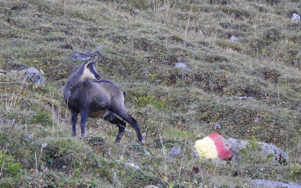 Foto Gams WSG  W 1600  H 0 9c592