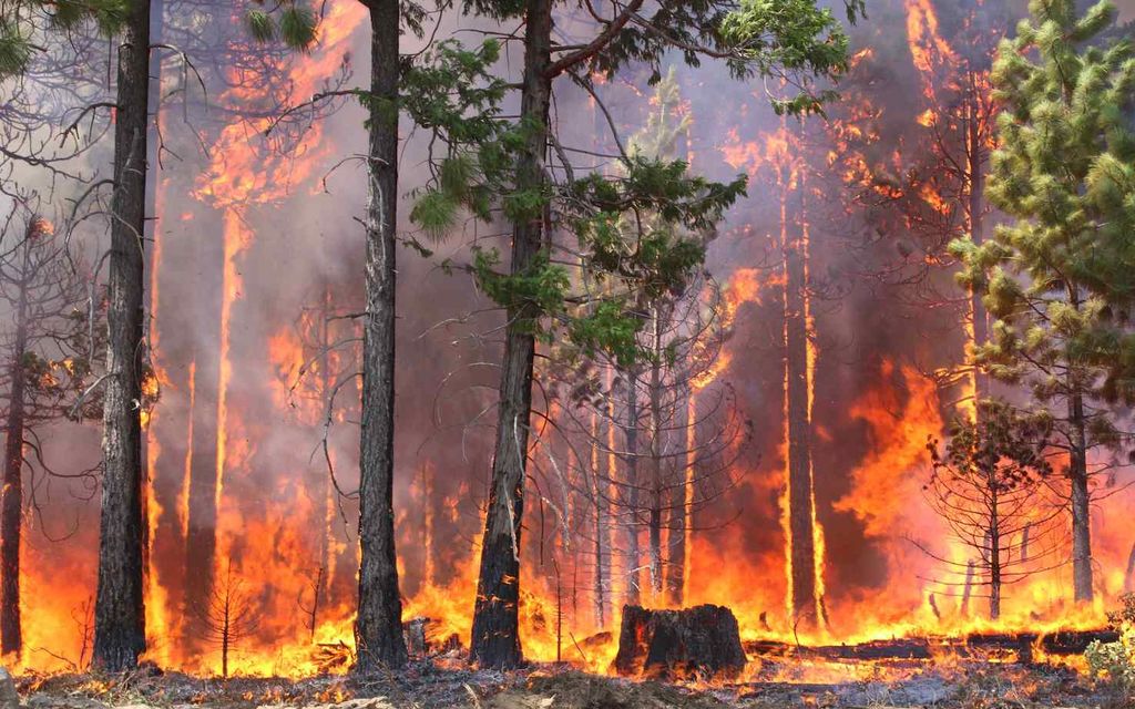 Incendio Bosco Cfdf7