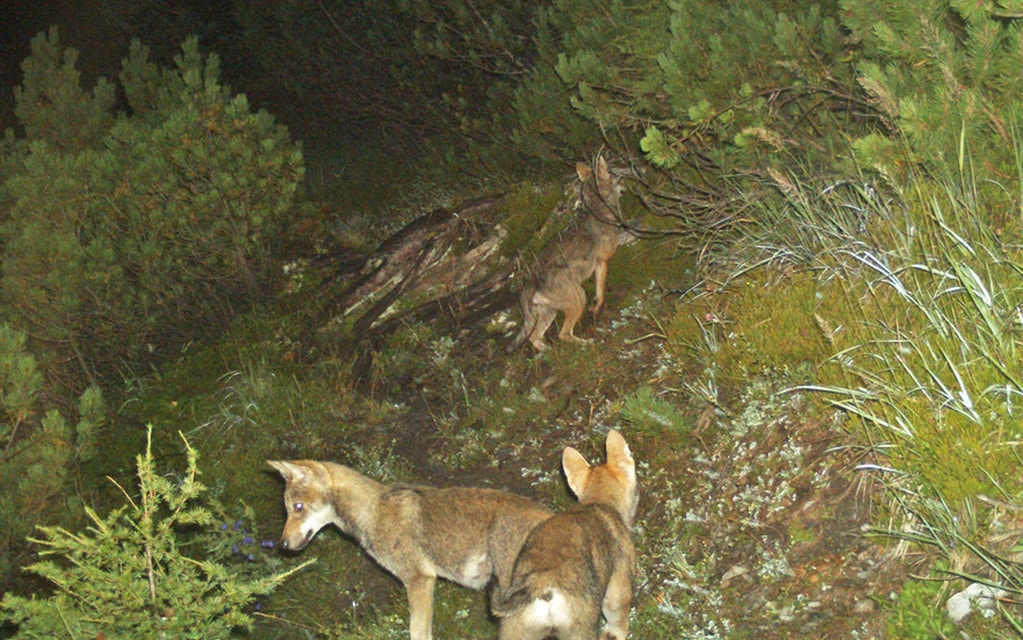 Jungwoelfe 1  W 1600  H 0 F1754