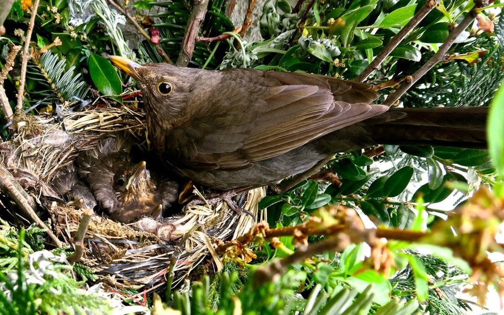 Merlini NandaFelice 2019 6186 8e9ce