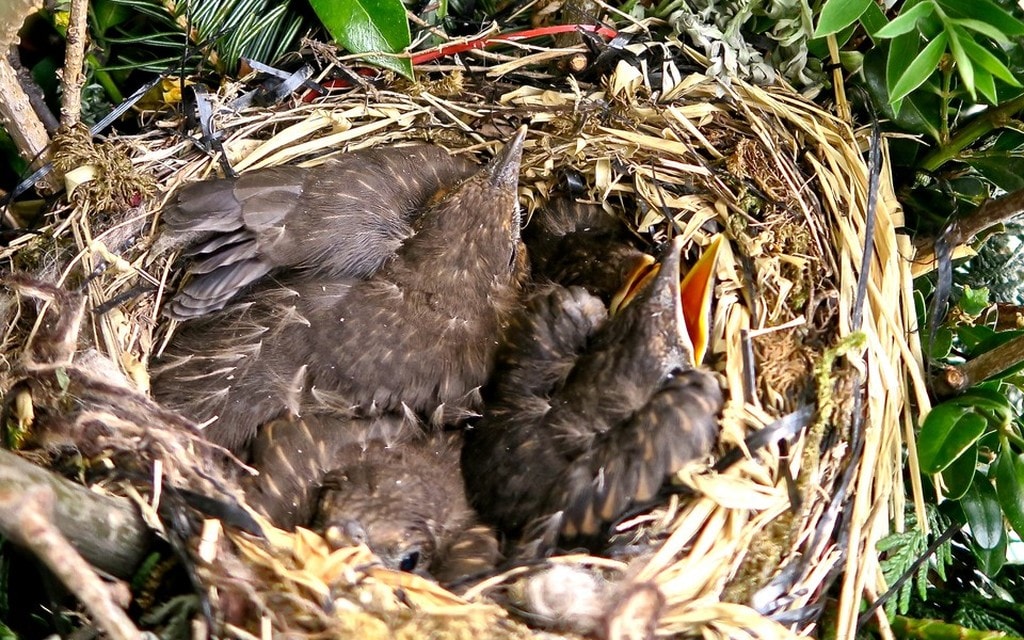 Merlini NandaFelice 2019 6201 6ed96