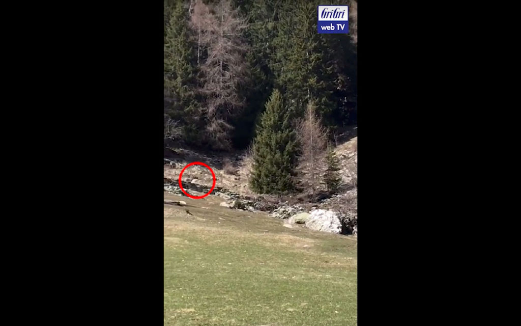 Orso: il video dell’avvistamento Orso: il video dell’avvistamento