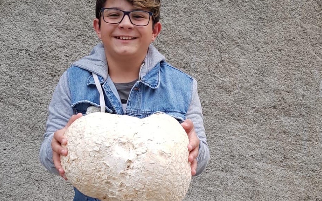 Pet Da Luf Fonseca F2034