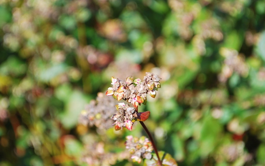 Piantadigranosaracenobioinzonamotdalaval 2017 01 88f26