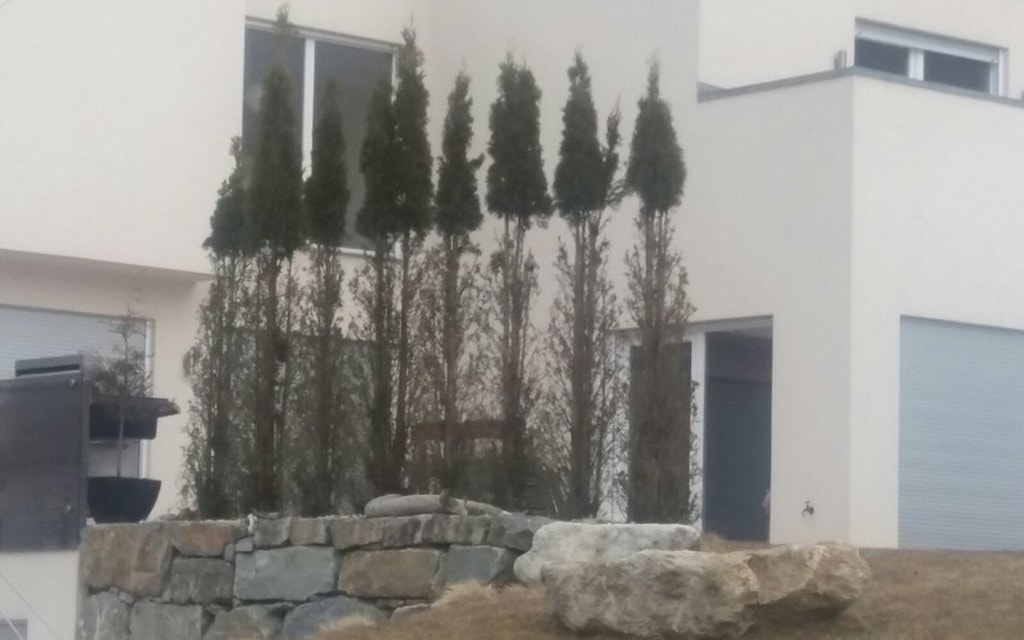 Piante Mangiate F9430