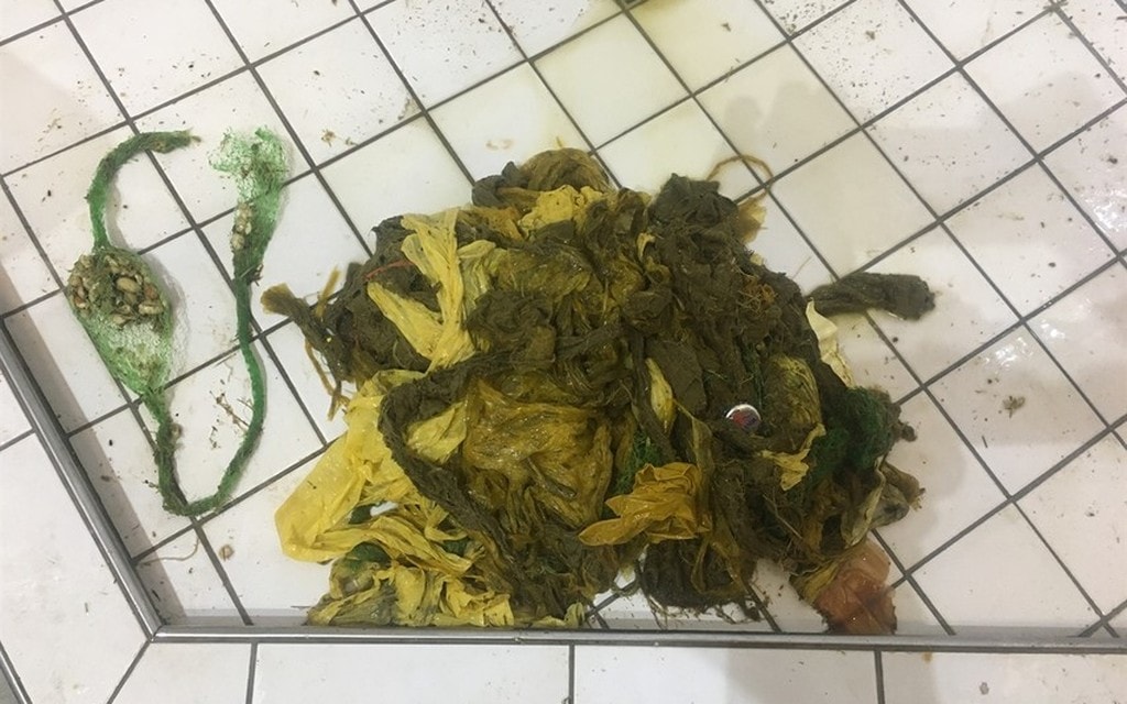 Plastica Cervo 2e904