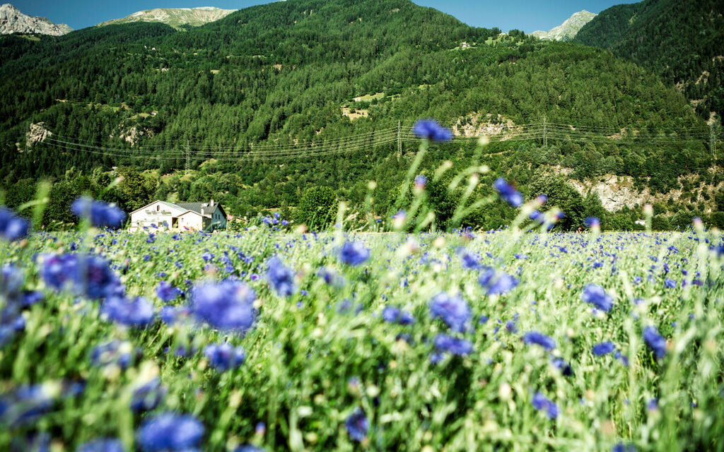 Reto Raselli Erbe Valposchiavo C6a93