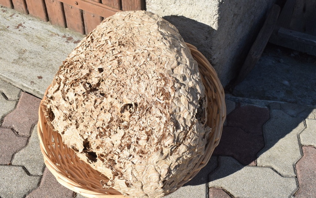 Ritrovatoenormevespaio 2018 01 001 10bc5