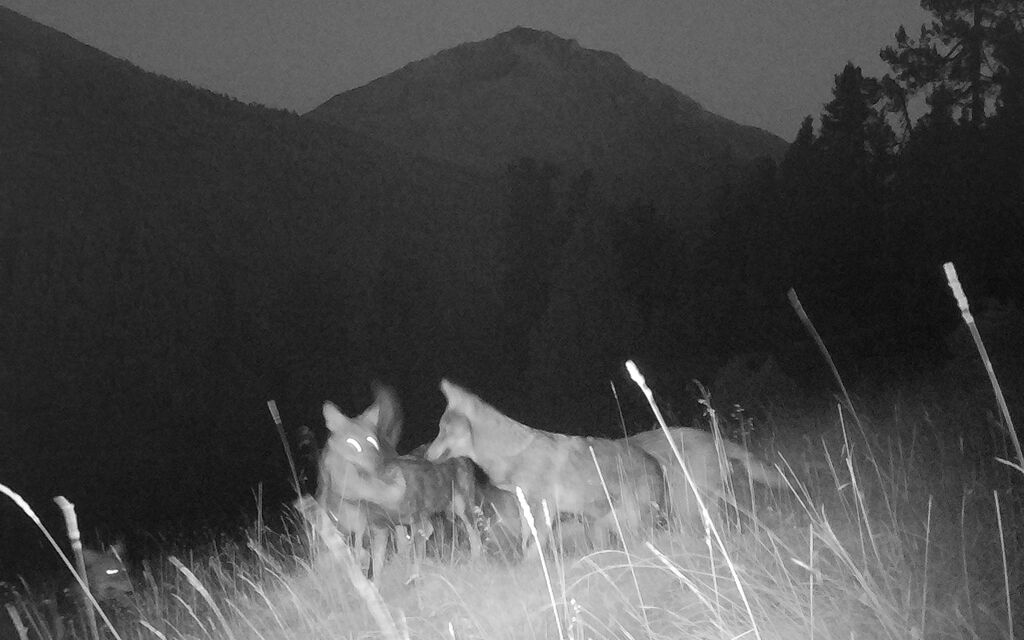 SNP 230913 Wolfsrudel 01  W 1600  H 0 Ed29f