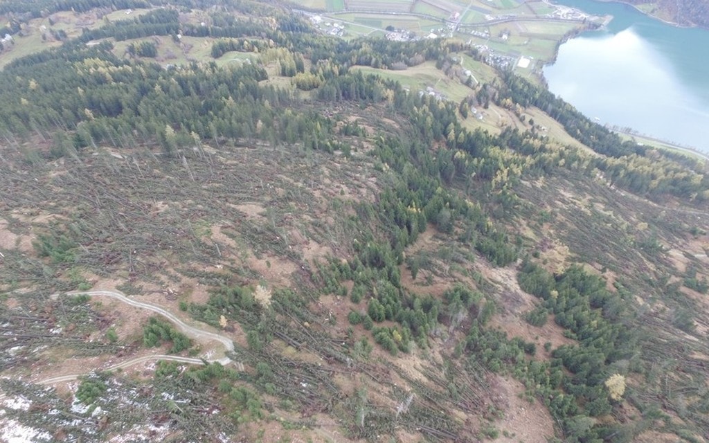 Alberi Bosco Maltempo D0e7a