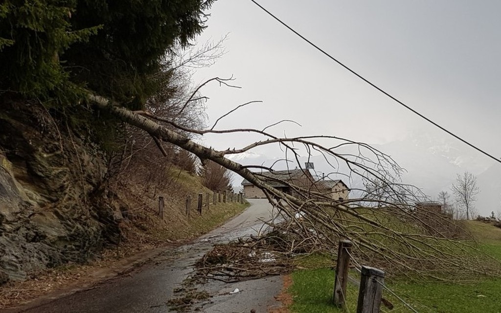 Alberi Caduti Cavo 03997
