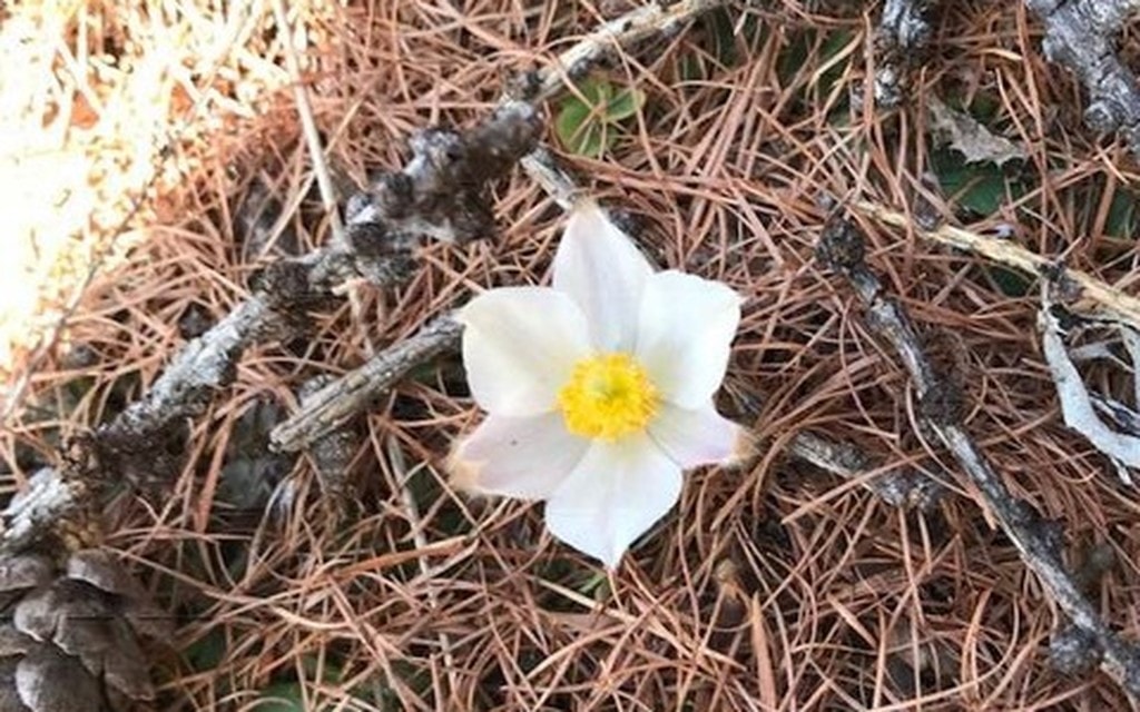 Anemone 2018 01 2fc14