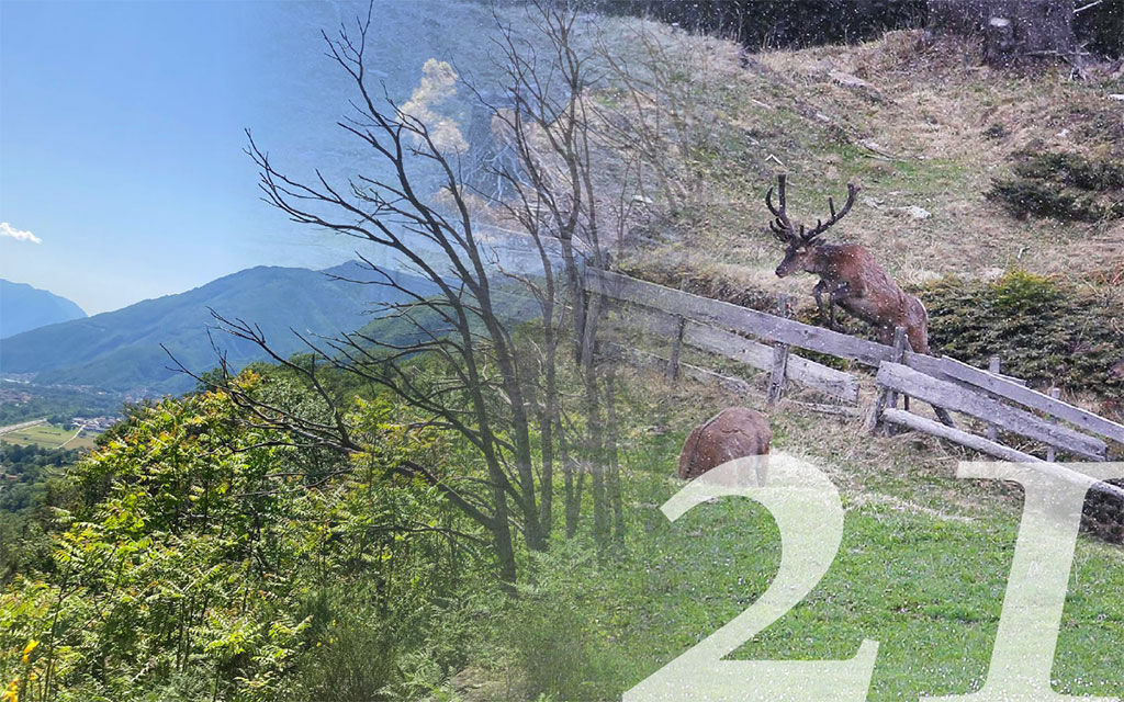 Caccia Sintesi 81838