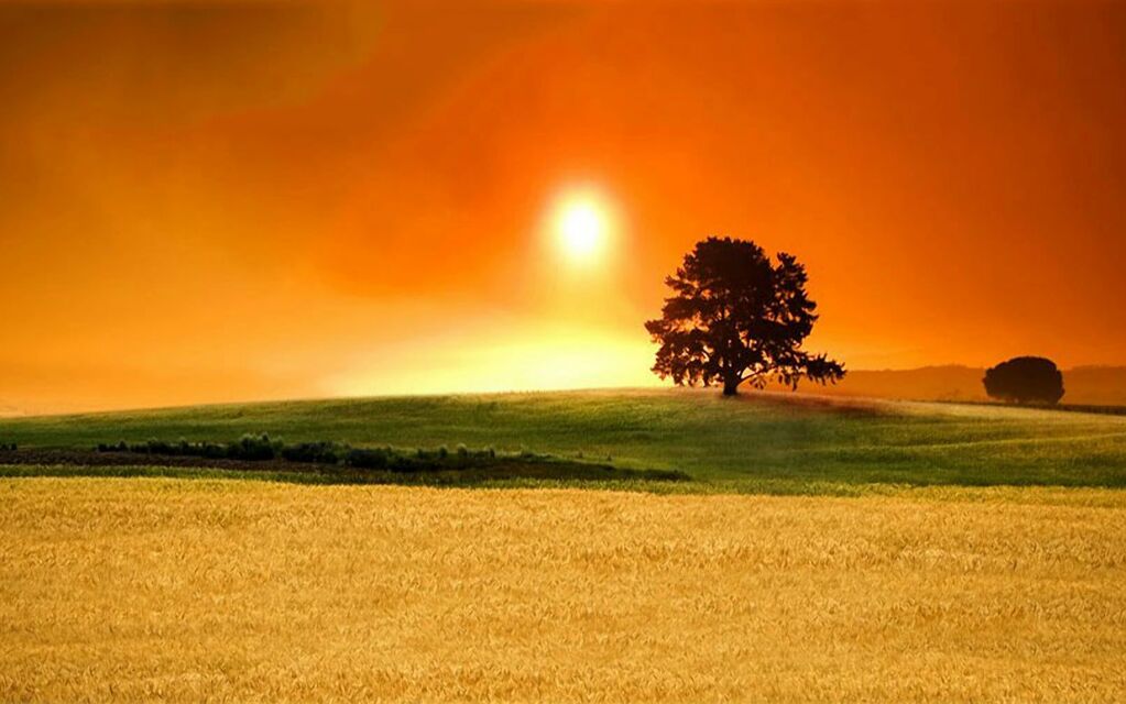 Campo Di Grano Alto Campana 72613