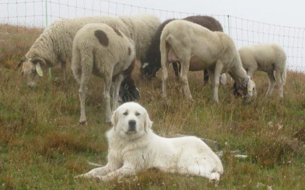 Cane Guardiano 871f1