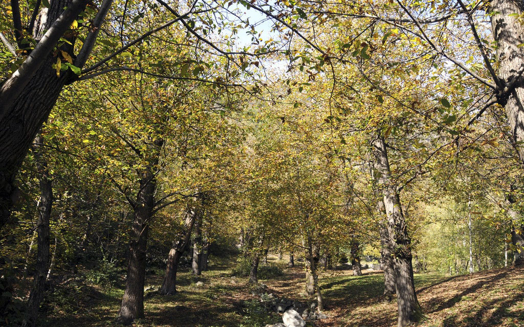 Castagni Brusio Ada2f