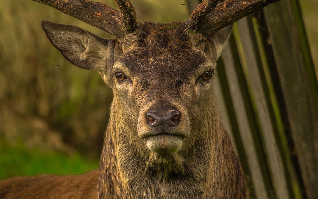 Cervo Ritratto 85578