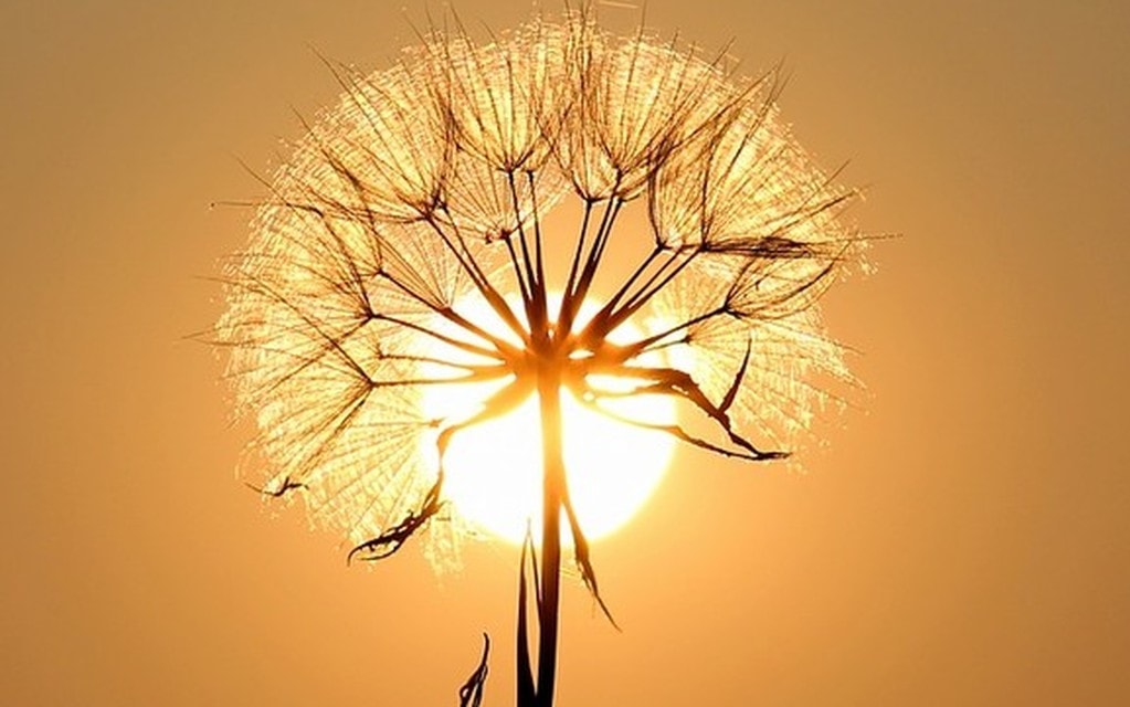 Dandelion 1557110 960 720 E4e65