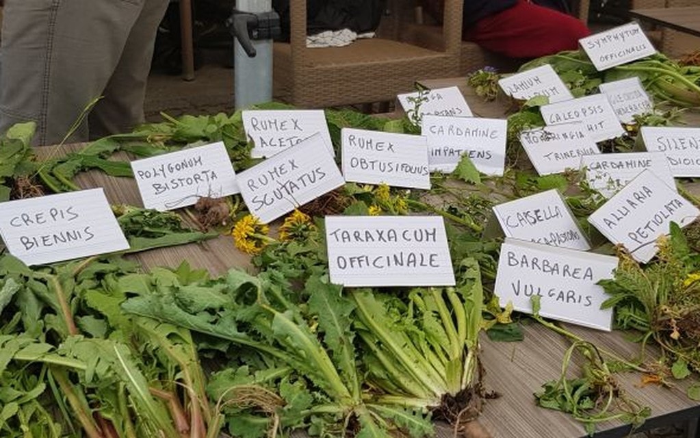 Erbe Spontanee Daf45