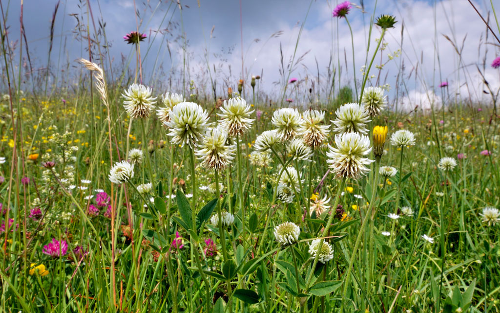 Fetsival Erbe 2019 50a7d