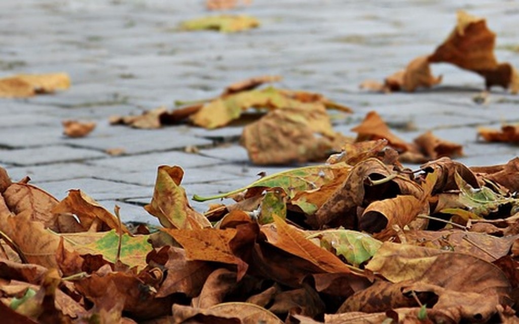 Foglie Autunno 38a17