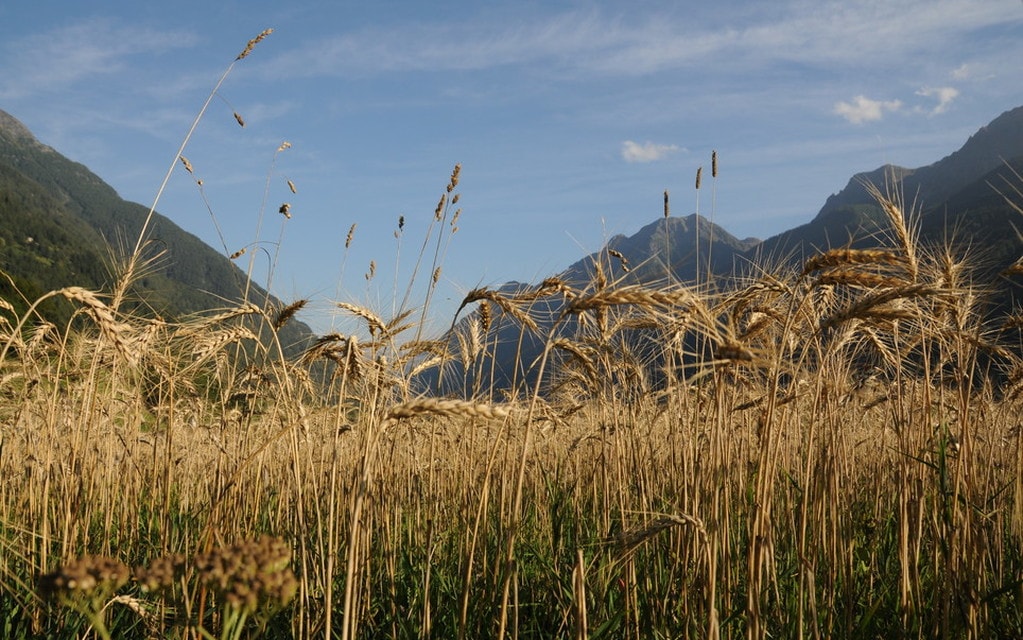 Frumento Valposchiavo SV 6de31