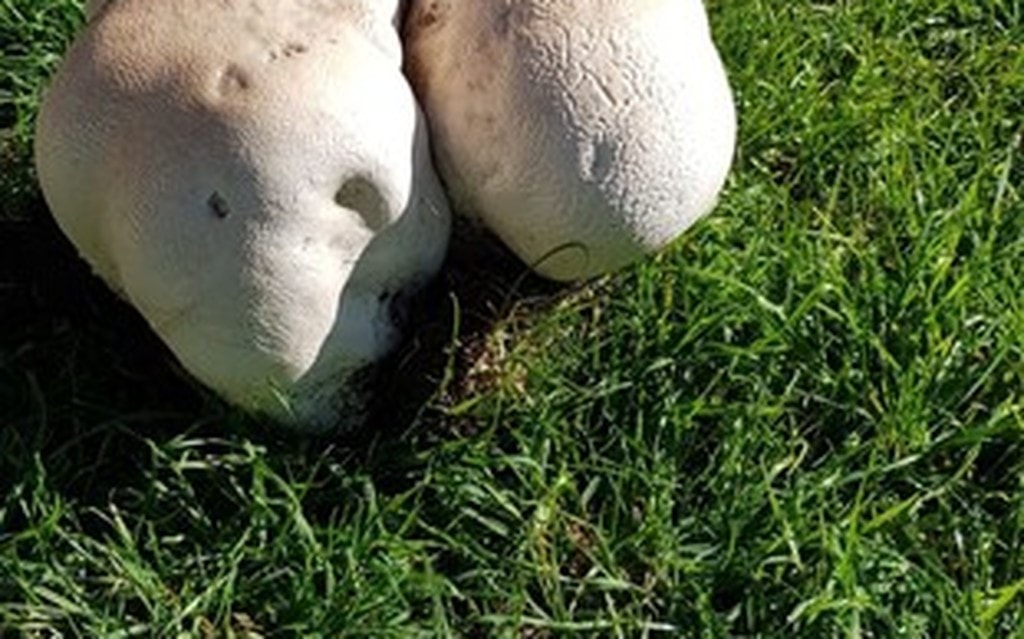 Fungo Gigante 2 2 B9bd5